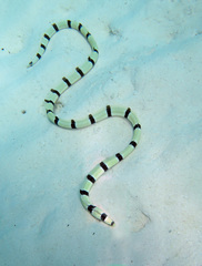 Myrichthys colubrinus