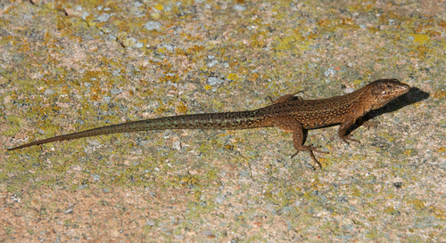 Lilford's Wall Lizard
