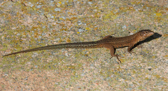 Lilford's Wall Lizard photo 3