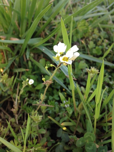 Image of Paysonia perforata by no rights reserved