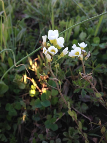 Image of Paysonia perforata by no rights reserved