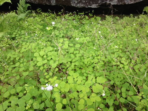 Image of Thalictrum mirabile by no rights reserved