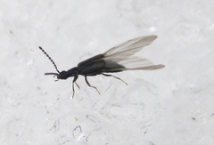 Carcinocephalus flavidus