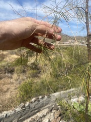 Asparagus arborescens image