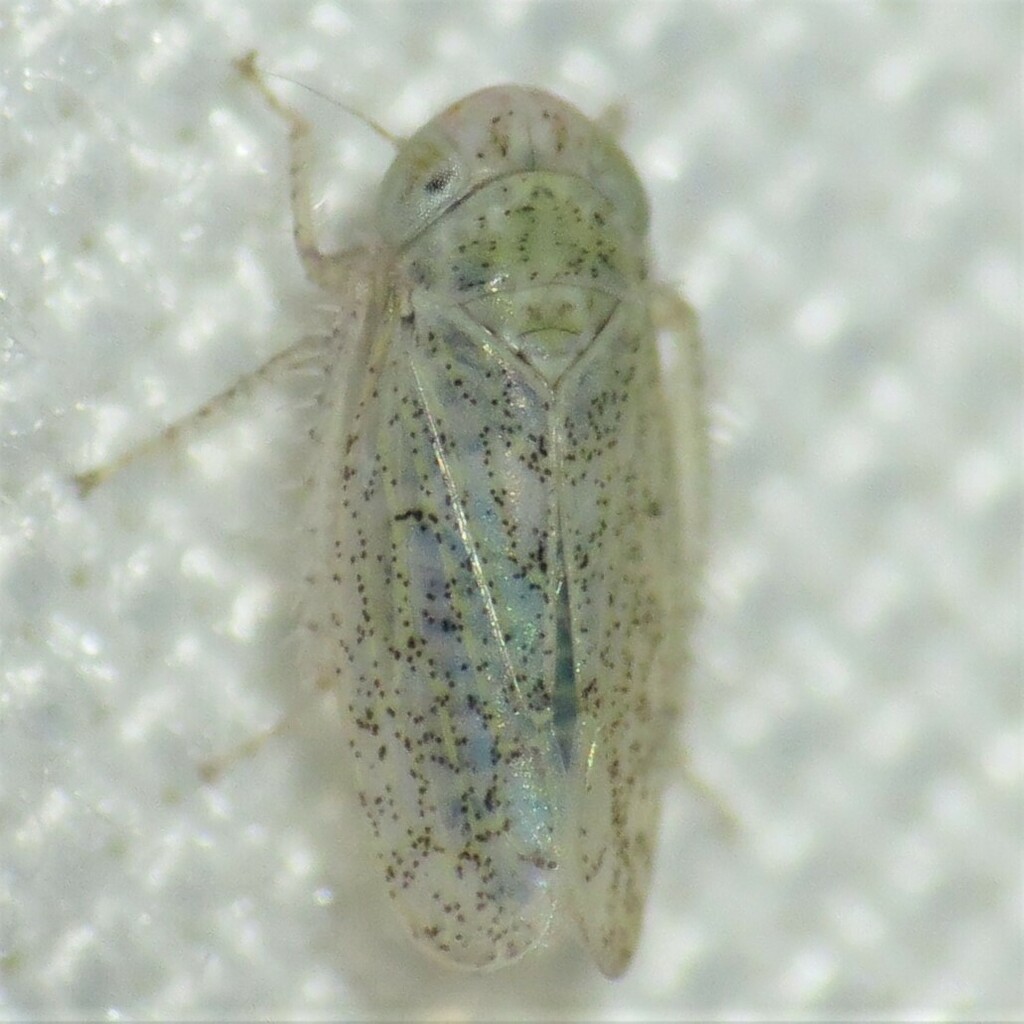 Ollarianus insana