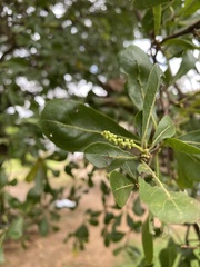 Terminalia mantaly image