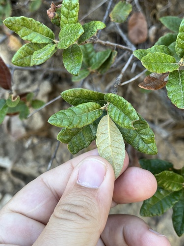 Coahuila Scrub Oak