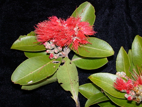 Metrosideros collina observed 2003-02-15