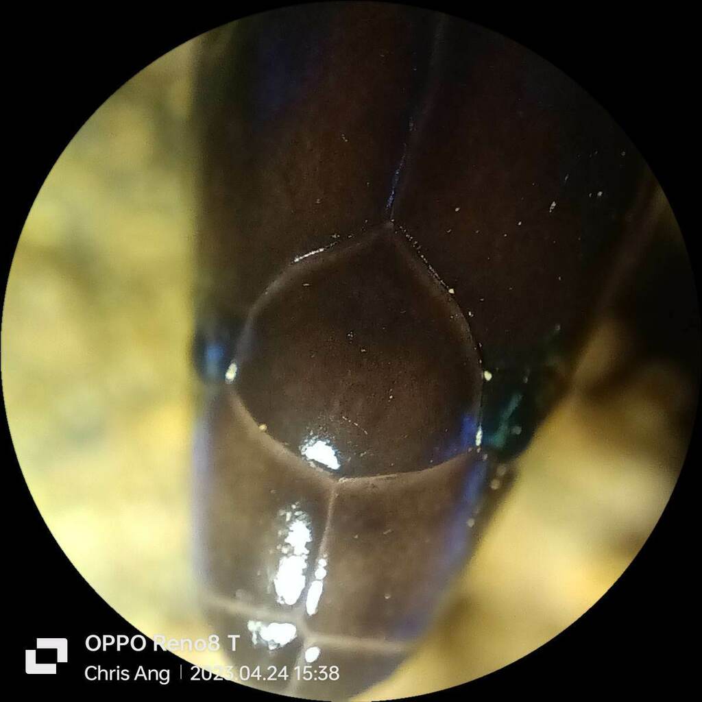 Negros Light-scaled Burrowing Snake