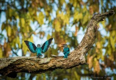 Halcyon senegalensis
