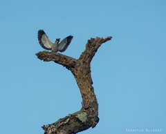 Halcyon senegalensis
