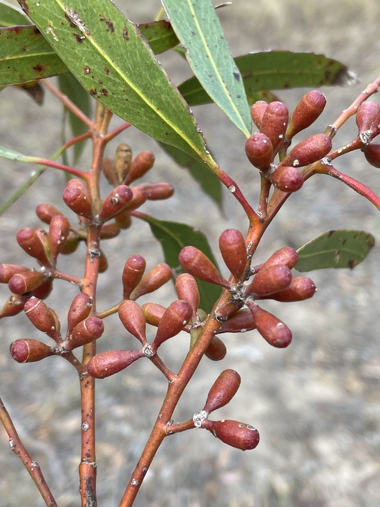 Eucalyptus laevis L.A.S.Johnson & K.D.Hill 3