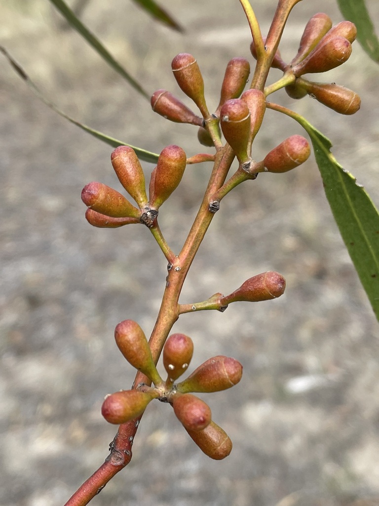 Eucalyptus laevis L.A.S.Johnson & K.D.Hill 4