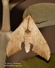 Pseudoclanis postica