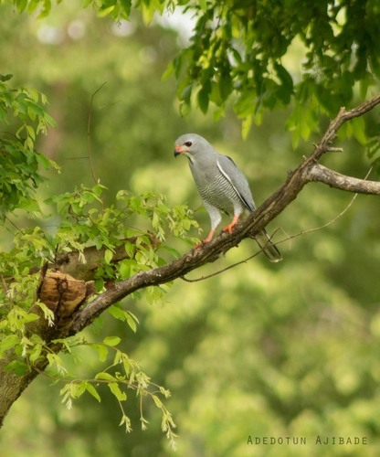 Northern Lizard Buzzard