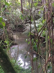 Melicytus ramiflorus ramiflorus