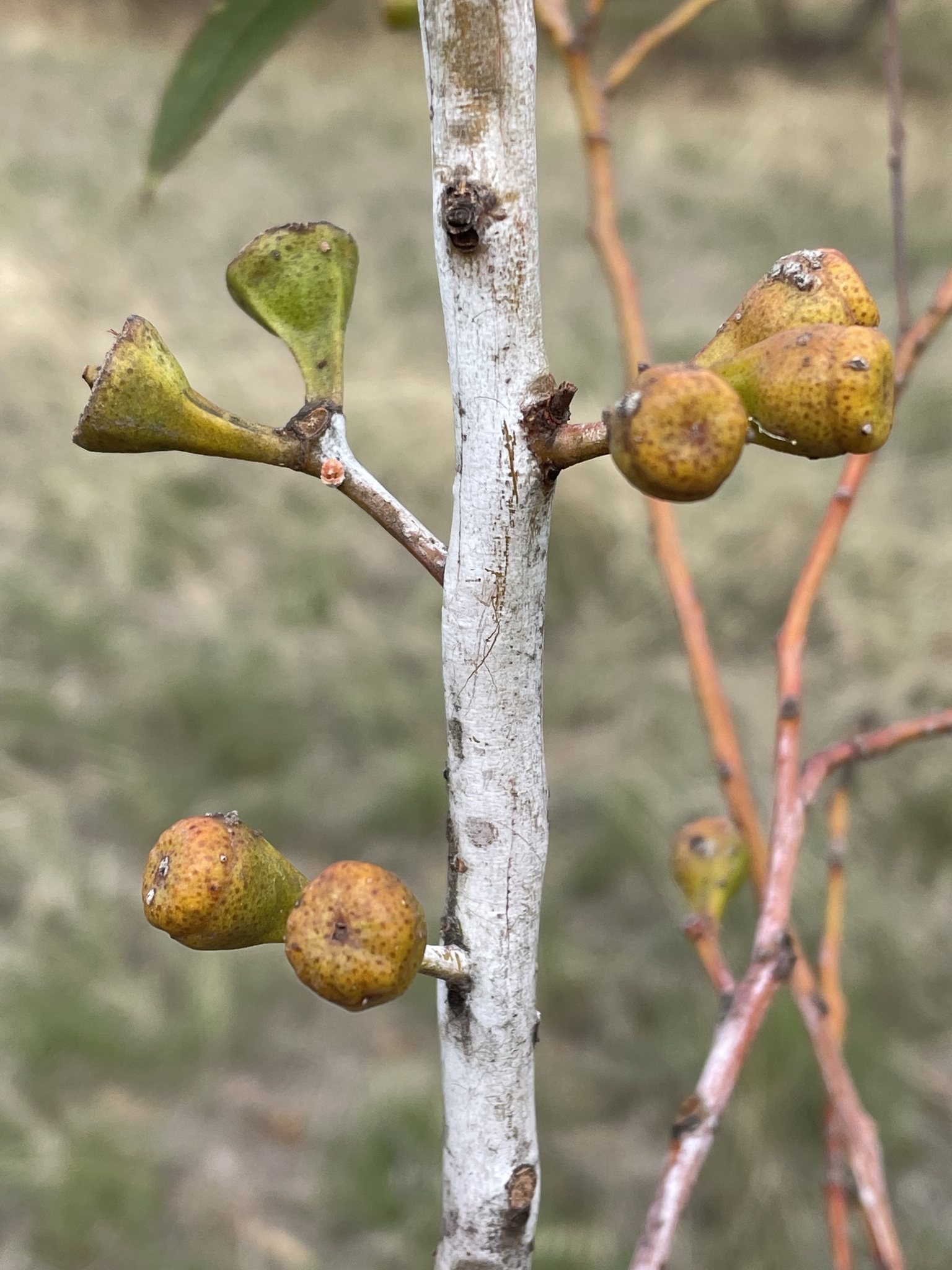 Eucalyptus griffithsii