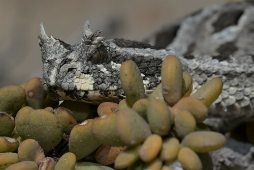 Many-horned Adder