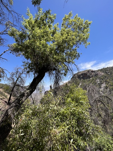 Chisos Oak