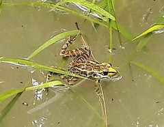Lithobates lenca