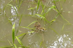 Lithobates lenca