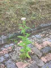 Eupatorium glehnii