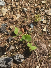 Vigna angularis nipponensis