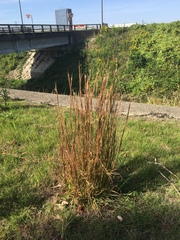 Andropogon virginicus