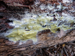 Phlebiodontia subochracea