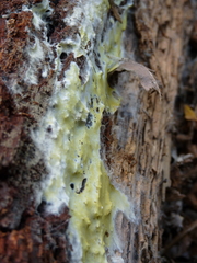 Phlebiodontia subochracea