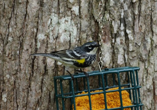 Yellow-rumped Warbler photographed in North Carolina