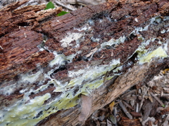Phlebiodontia subochracea