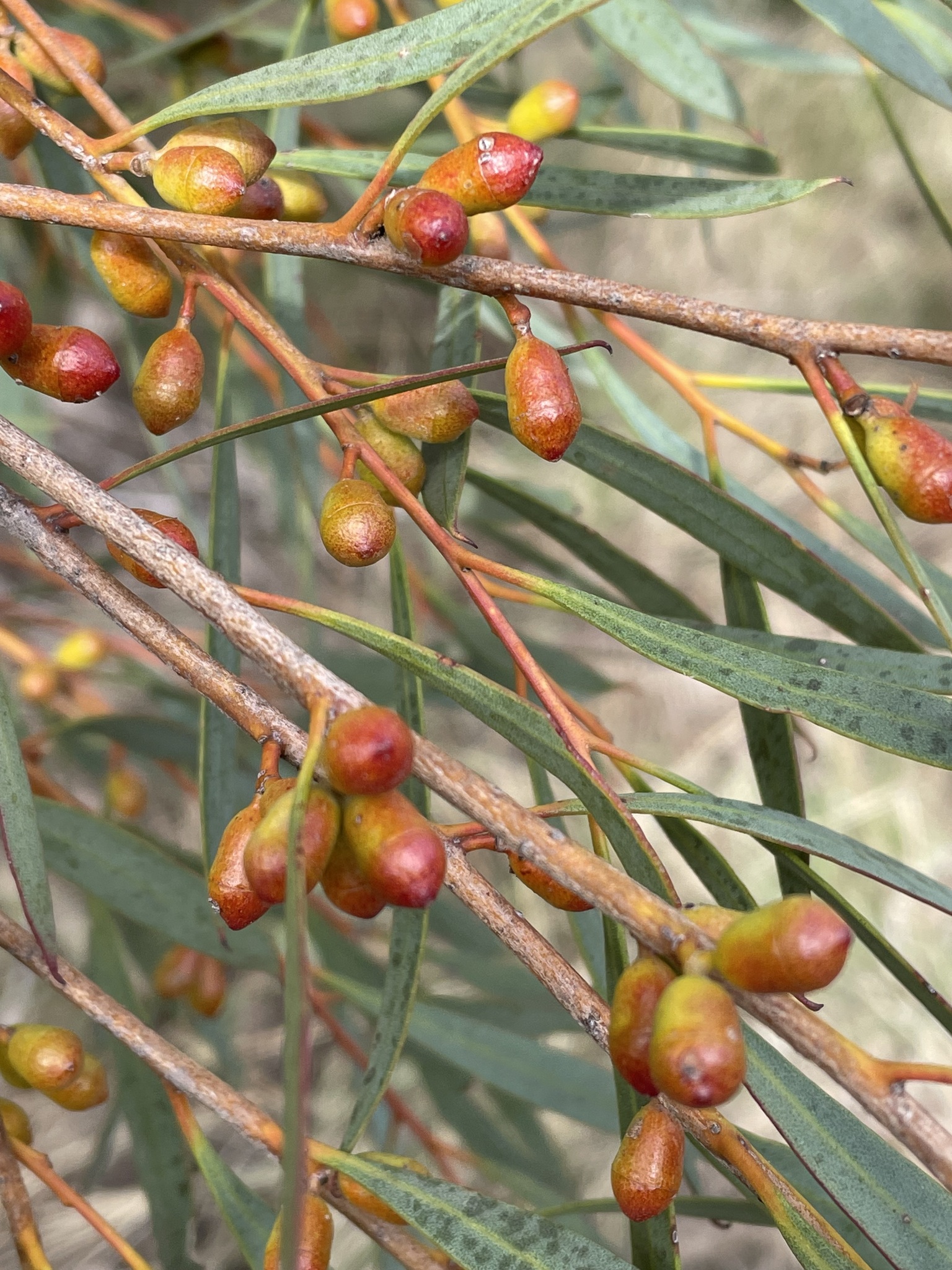 Eucalyptus merrickiae