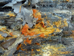 Hydnophlebia chrysorhiza image