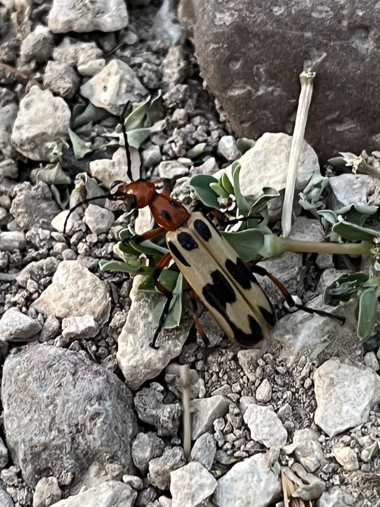 Ivory-winged Pyrota