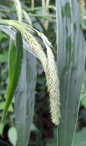 Pennisetum latifolium iNat (2)