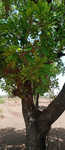 Vitellaria paradoxa image