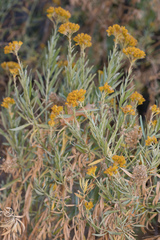 Ericameria parishii
