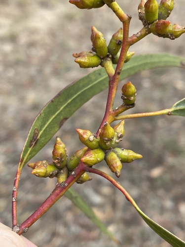 Eucalyptus polita Brooker & Hopper