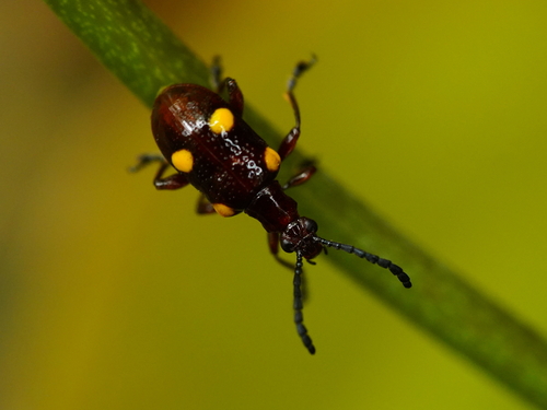 Lilioceris miwai, 2023-04-08