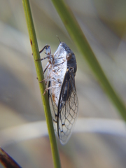 Hadoa chiricahua
