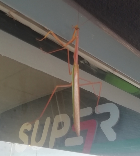 Stick Mantis