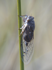 Hadoa chiricahua