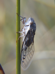 Hadoa chiricahua
