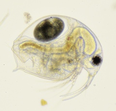 Bosmina longirostris