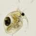 Elephant Water Flea - Photo (c) Sarka Martinez, some rights reserved (CC BY-NC-SA)