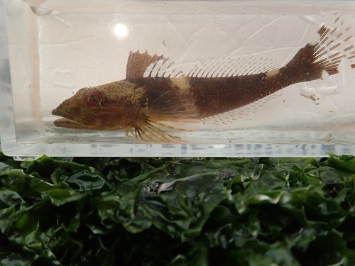 Sunrise sculpin (Pseudoblennius percoides) — Cottidae — 5