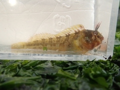 Yatabe Blenny photo 5