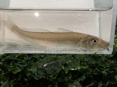 Japanese Sillago photo 3
