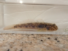Striped Sandgoby photo 2